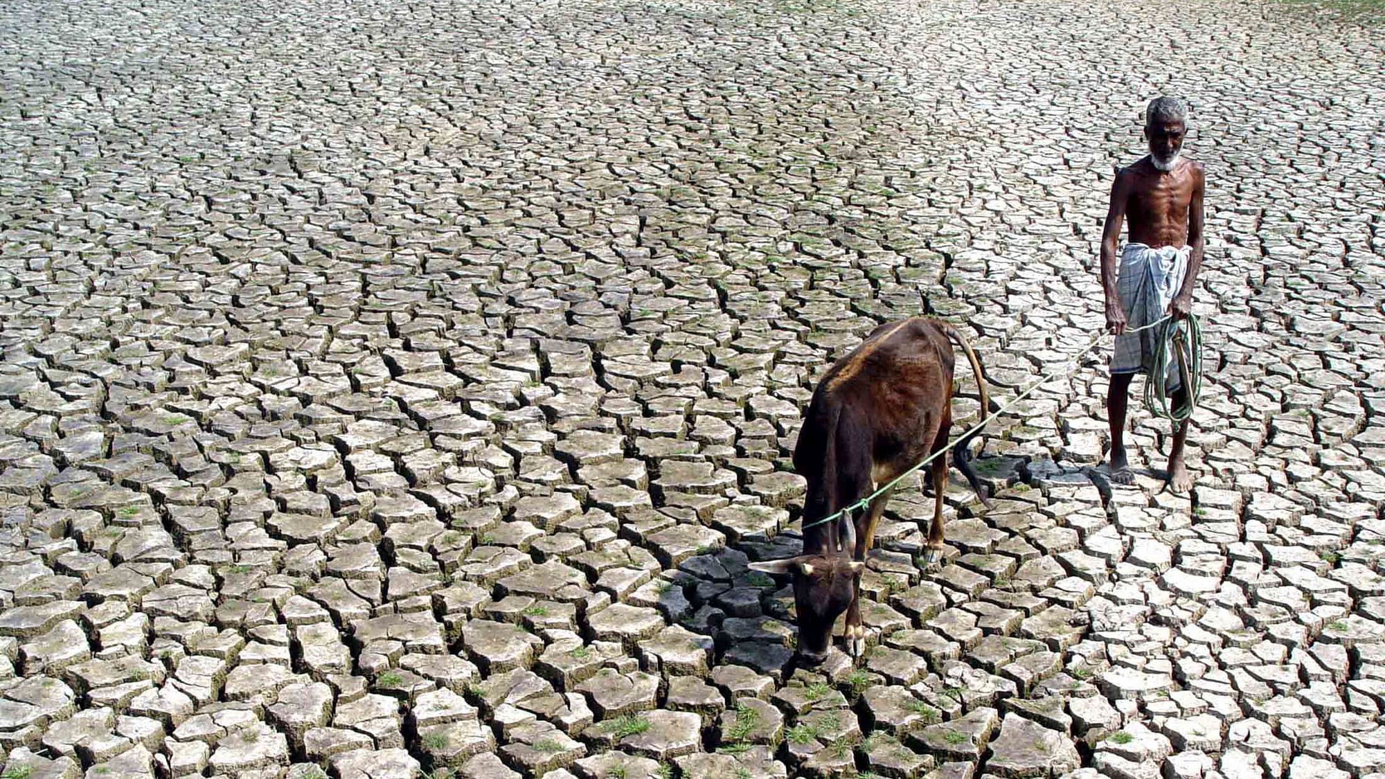 

A farmer walks with his hungry cow through a parched paddy field.