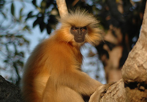 India and Bangladesh join hands to protect spectacled langur such as the Hoolock Gibbon and the Golden Langur.
