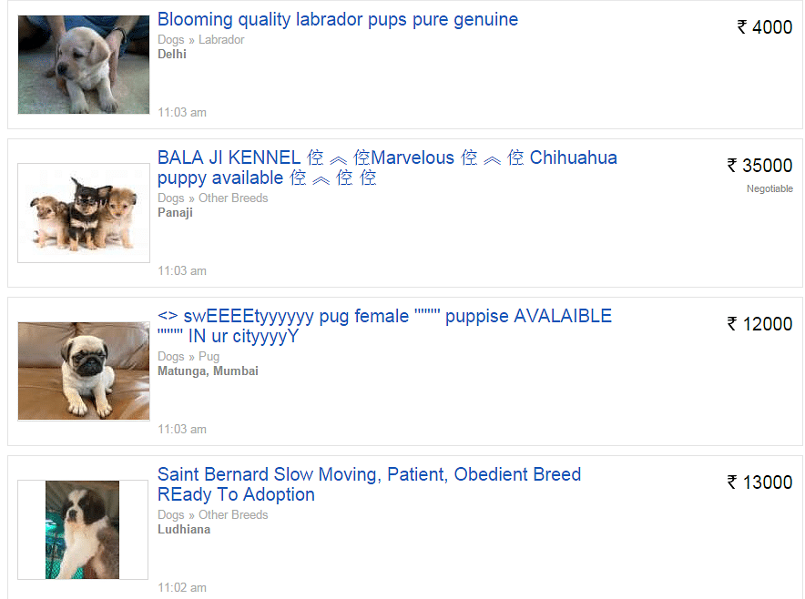 olx animals dog