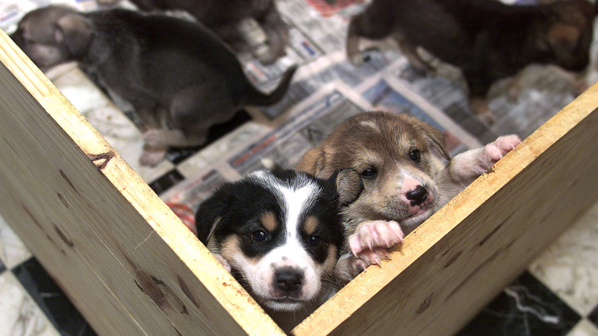 #GoodNews: Adopting Stray Dogs in Shimla Can Fetch Govt Freebies