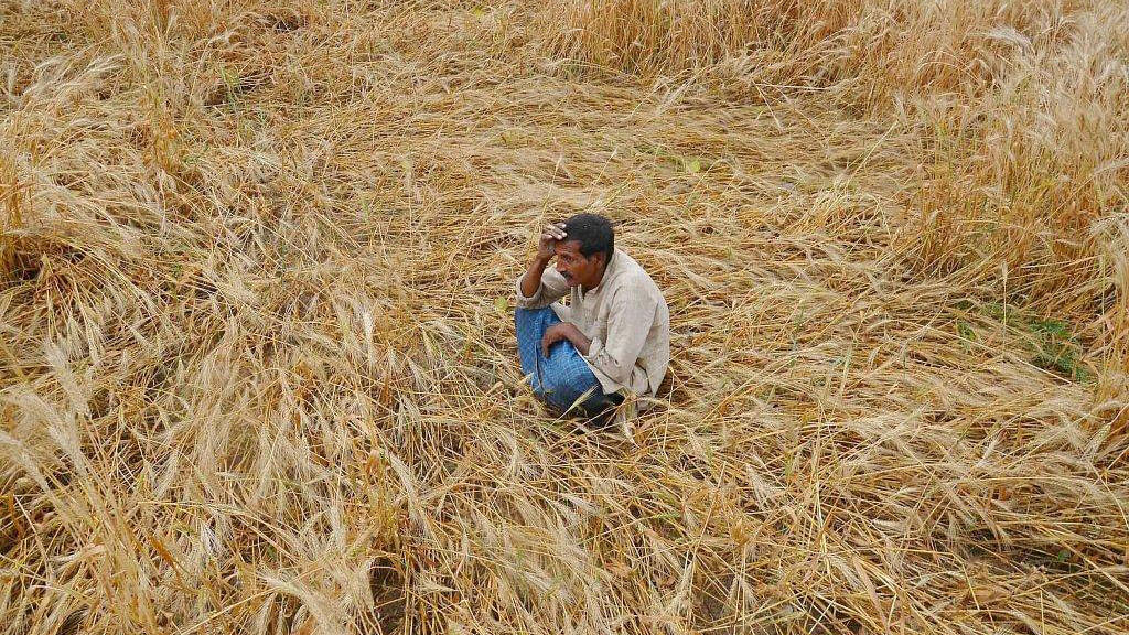This year should have yielded a bumper harvest. Instead, unseasonal rains destroyed crops and livelihoods in UP, MP.
