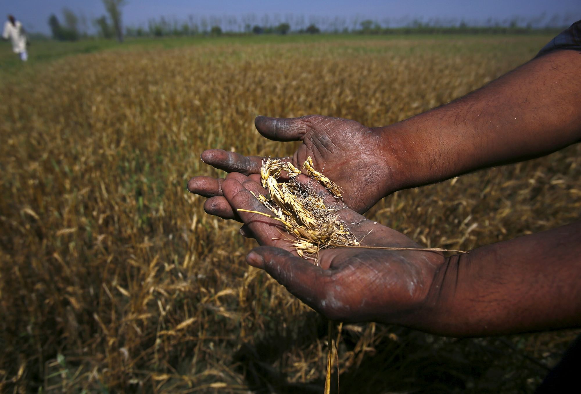 Damaged wheat crop in Uttar Pradesh.&nbsp;(Photo Reuters)
