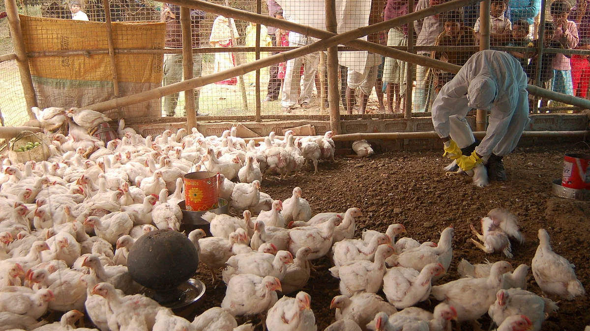 A health worker is seen giving ‘medicine’ to the chickens at a poultry farm. Image used for representation. 