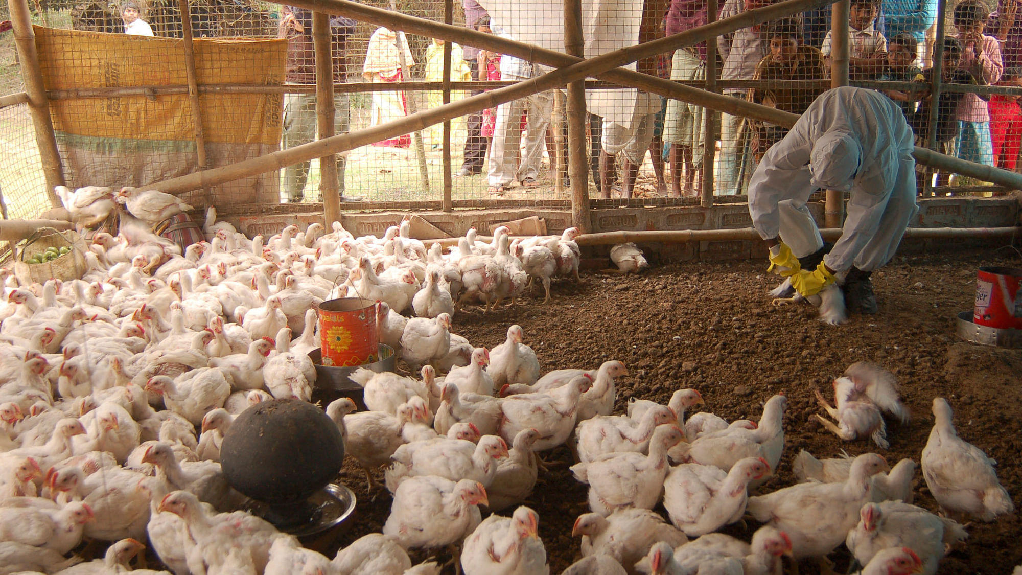 A health worker is seen giving ‘medicine’ to the chickens at a poultry farm. Image used for representation.&nbsp;