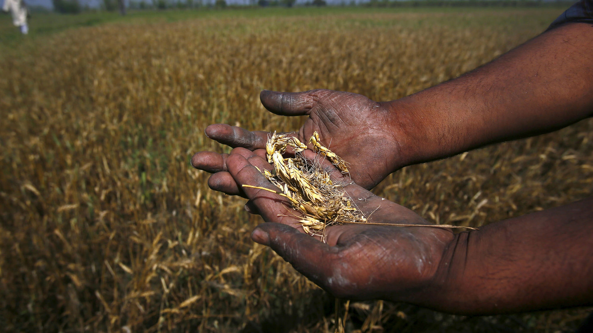 A farmer shows his wheat crop damaged by unseasonal rain.&nbsp;(Photo: Reuters) <!--EndFragment-->