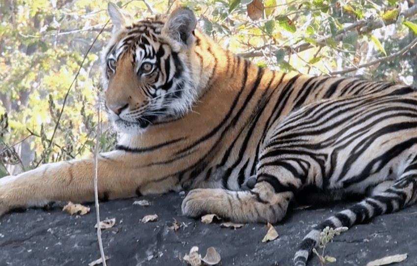 On the  international tigers day, we take a look at the survival of the iconic species. 