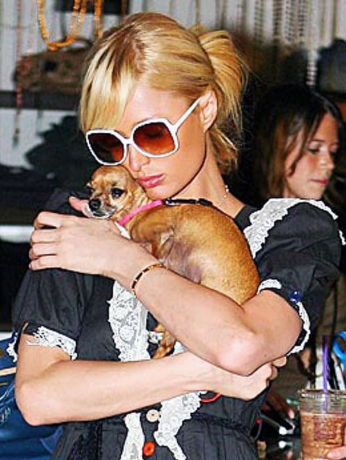 Paris Hilton’s dog Tinkerbell is no more. A look at the luxurious life of the pooch.