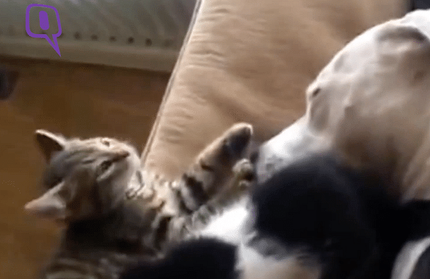 Watch: Pit Bull Fosters Mother to a Litter of Orphaned Kittens