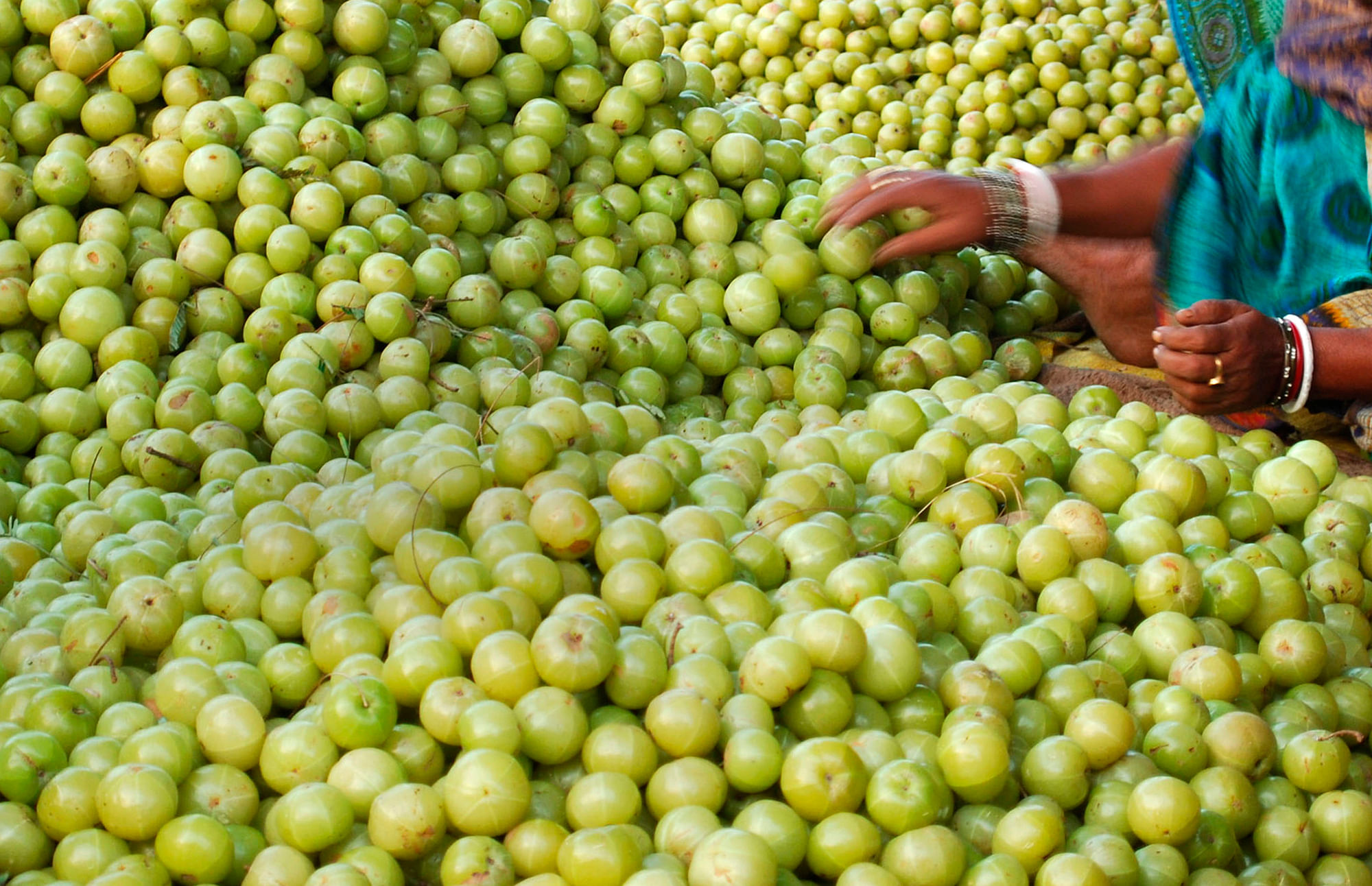     <!--StartFragment-->A woman arranges Amla or Indian gooseberries for selling at a wholesale market in the northern Indian city of Allahabad. (Photo: Reuters)<!--EndFragment-->
