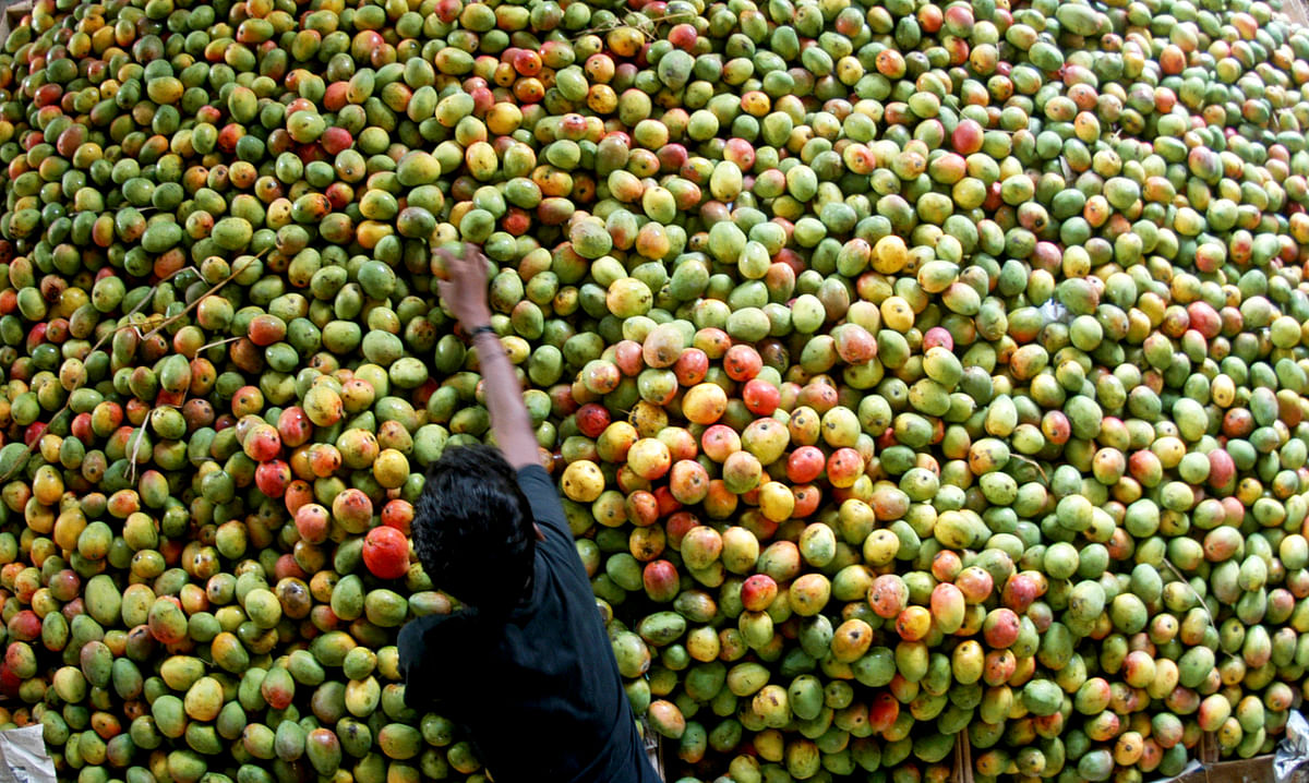 What lies at the heart of the great Indian mango romance? Follow the mango trail through these Indian states!