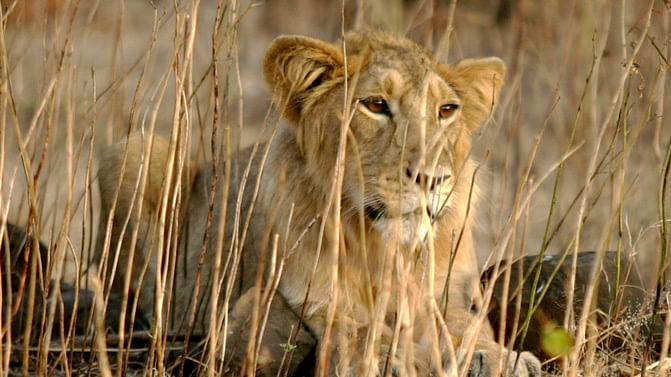 Out of 184 lion deaths in Gujarat, 32 were due to unnatural causes. 54.6% lions live outside protected areas. 