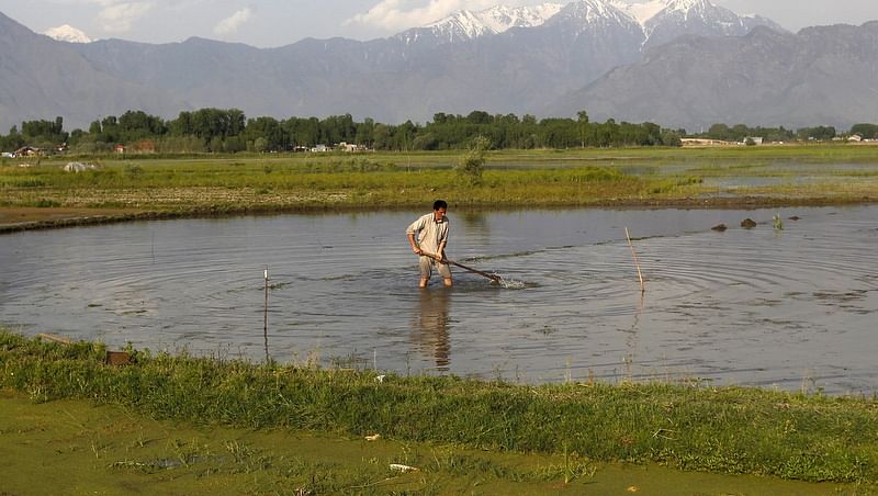 A farmer works in his paddy field after rains in Srinagar, April, 2015. (Photo:&nbsp;Reuters)