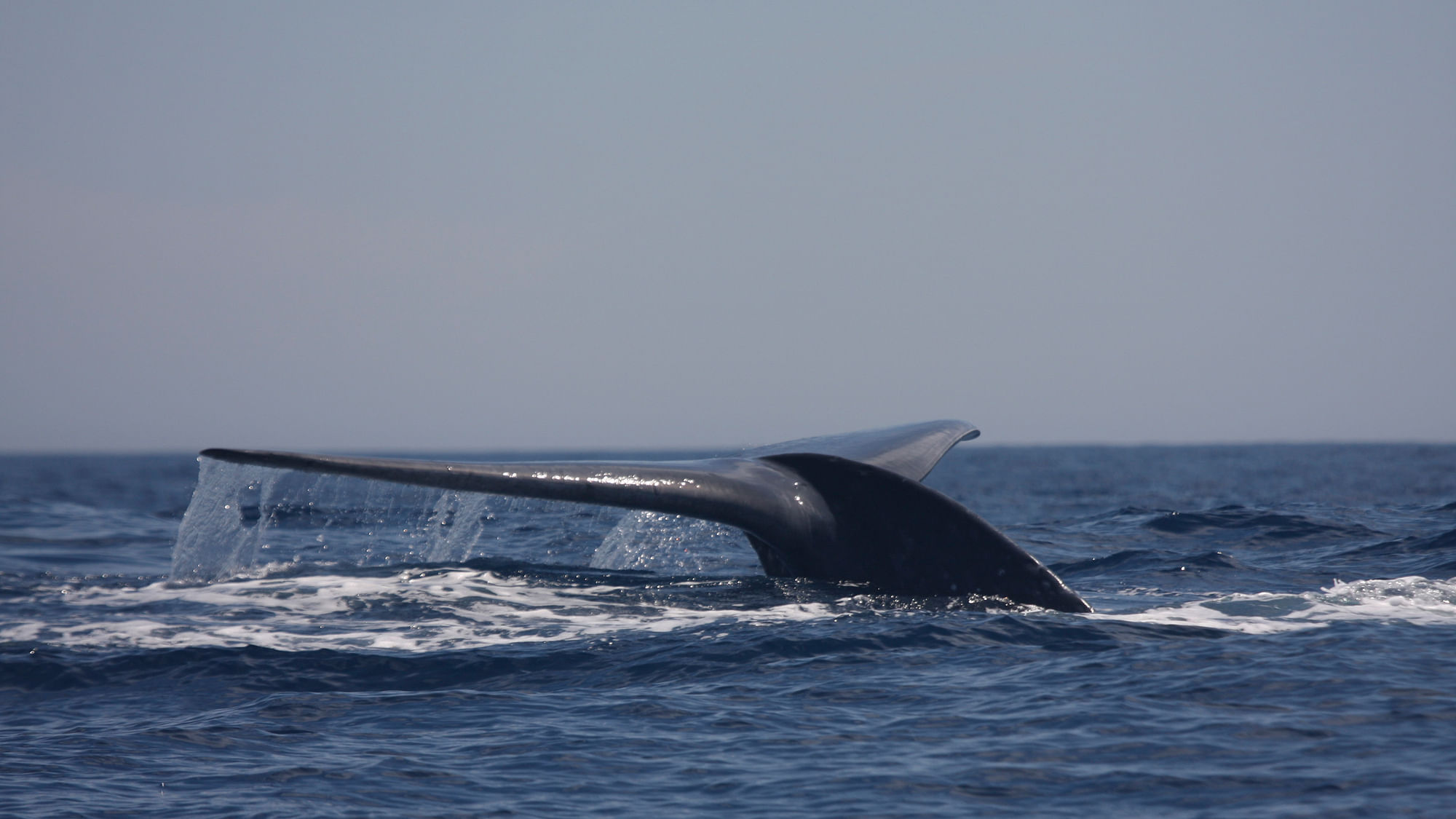 File photo of a blue whale. (Photo: Reuters)