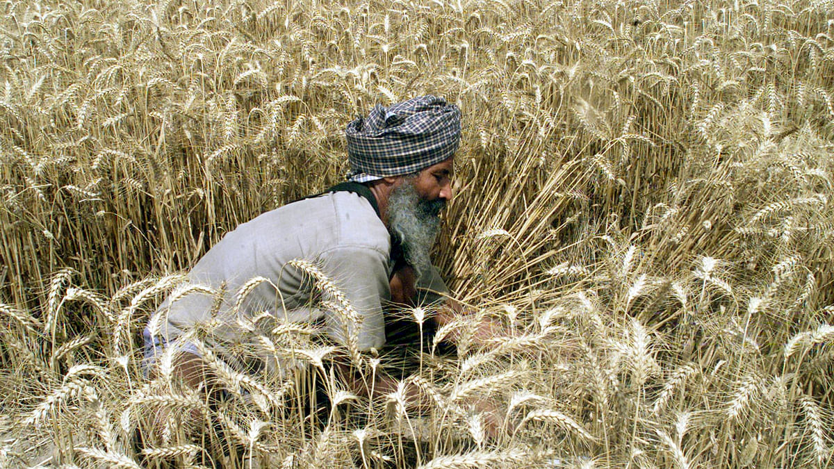 Wheat Export Ban: Will the Move Bring Price Relief to Consumers?