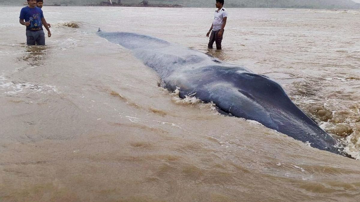 The blue whale which got beached at Alibaug was spotted after 100 years in the Indian coastline in May