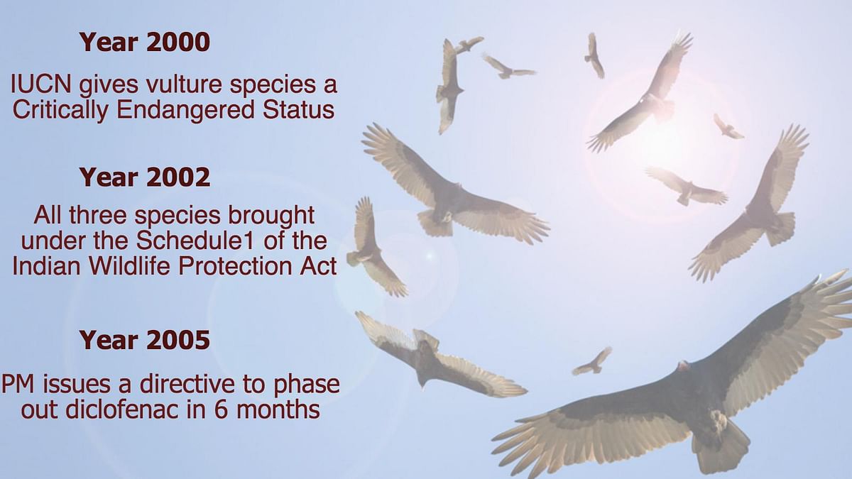 90% of vultures in India are dead. It’s the fastest decline of any species in the world.