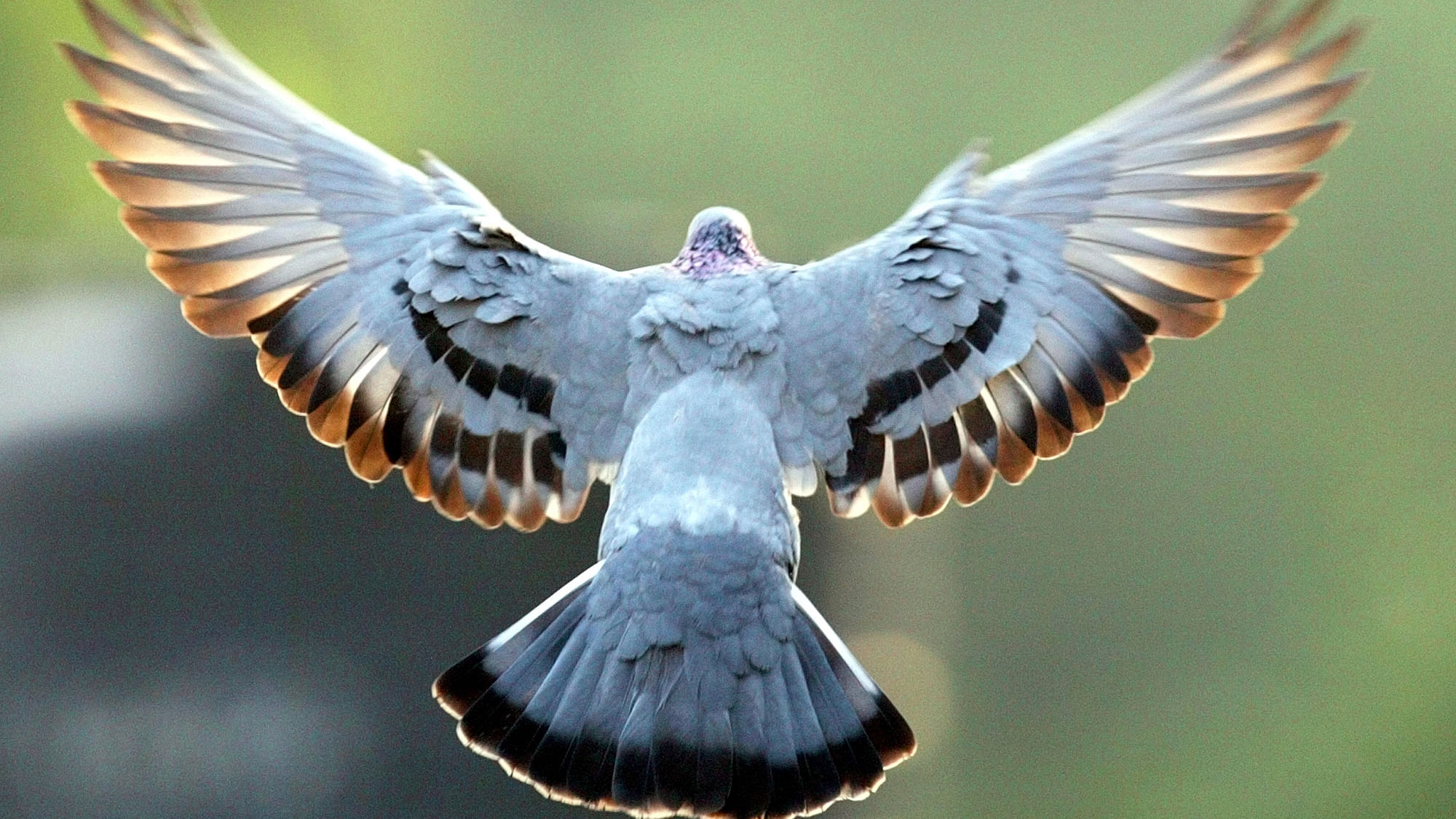 A pigeon in flight. (Photo: Reuters)