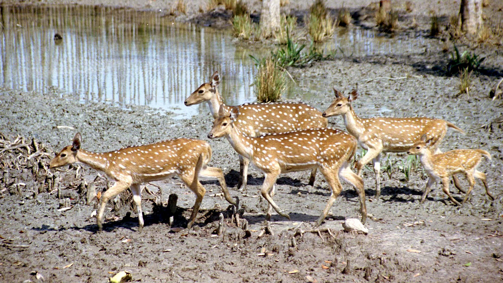  Spotted-deer on the fringe of Sundarbans, the world’slargest mangrove forest along Bangladesh’s southwest coast.&nbsp;