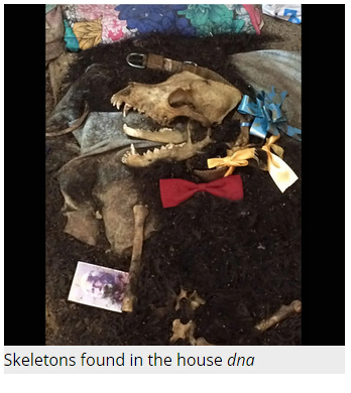 Skeletons found in the De household. (Courtesy:<i> </i>Screenshot of<i> DNA India’s</i> article <a href="http://www.dnaindia.com/india/report-kolkata-s-house-of-skeletons-man-found-living-with-corpse-sister-and-dogs-breaks-silence-2096024">“Kolkata’s house of skeletons: Man found living with sister’s corpse and dead dogs breaks silence”</a>)