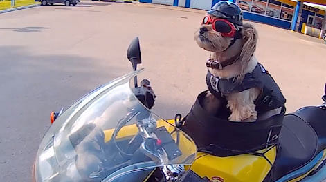 Stitch the Shih Tzu – the adorable moto-mutt who has joined a biker gang in Russia. (Photo: AP screengrab)