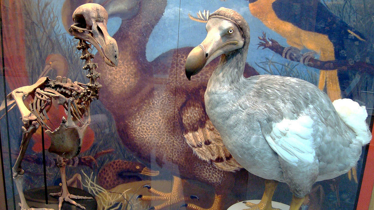 We lost the dodo because of our reckless way of living. Are humans next? (Photo: Wikimedia Commons)