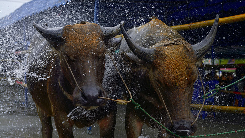 Bulls being given a bath. (Photo: iStock)