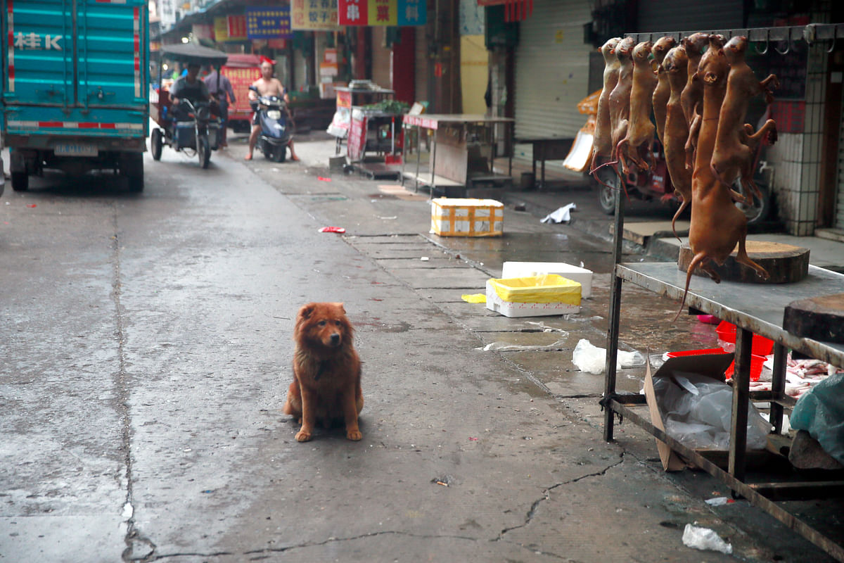 Some Chinese will slaughter thousands of dogs for food at Yulin’s dog meat festival, but the trend is changing.