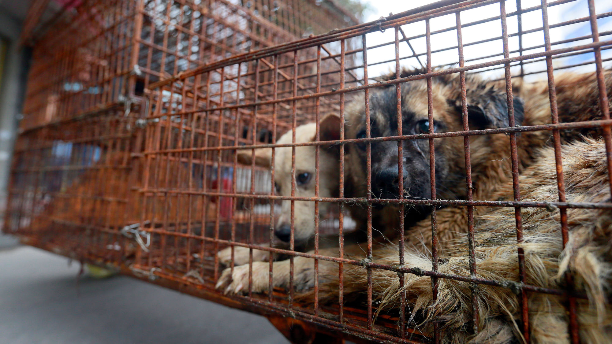  Caged dogs sit inside a cafe on the road side, waiting to be transferred to a slaughterhouse in a narrow alley. (Photo: AP)