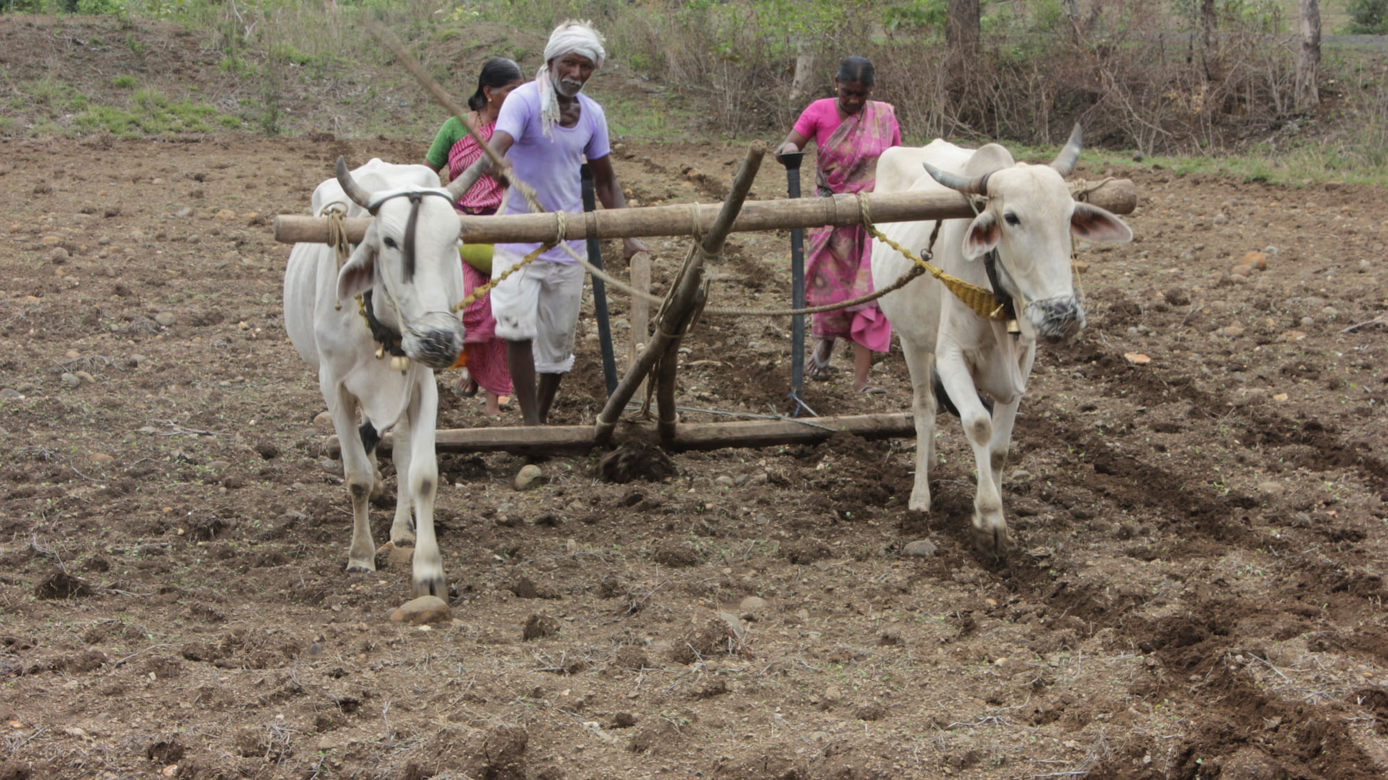 Cotton Sowing in Vidarbha. (Photo: Vivian Fernandes)