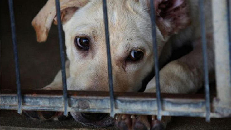 A Dog in a cage. Image used for representation only