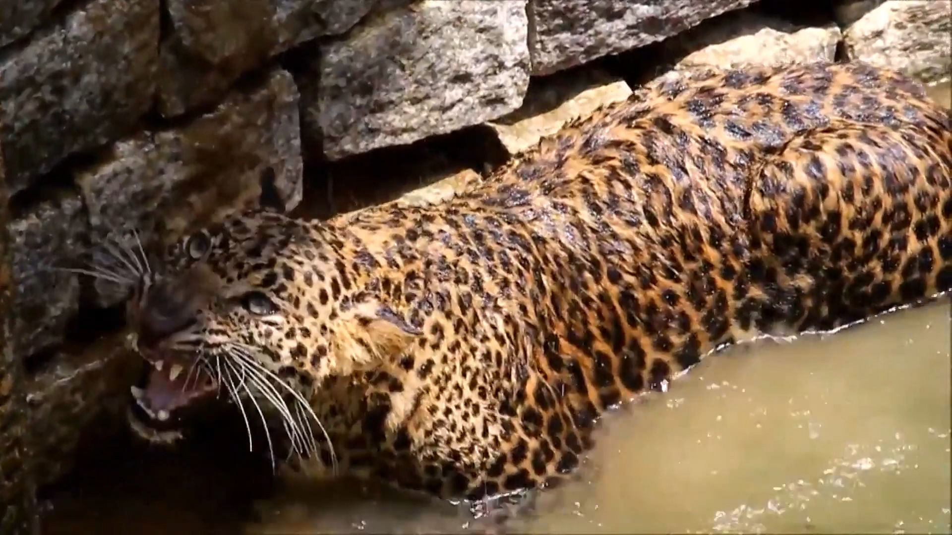 In June last year, a leopard trapped in a well in Mudrady, Udupi district of Karnataka. (Photo: AP screengrab) 