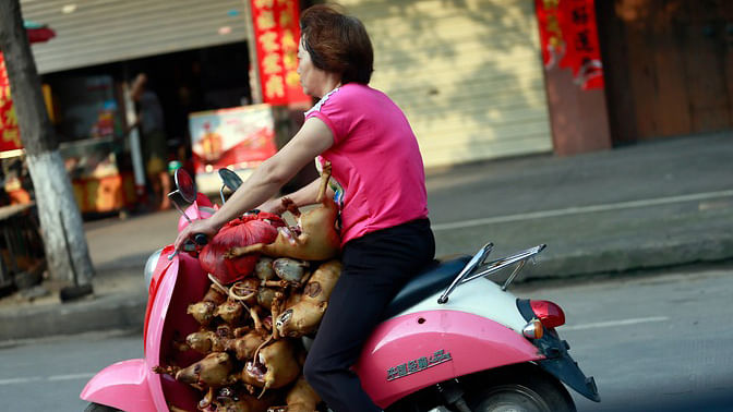  A woman on her moped transports more than 10 dogs, which had just been slaughtered, to her market shop for sale. (Photo: AP)