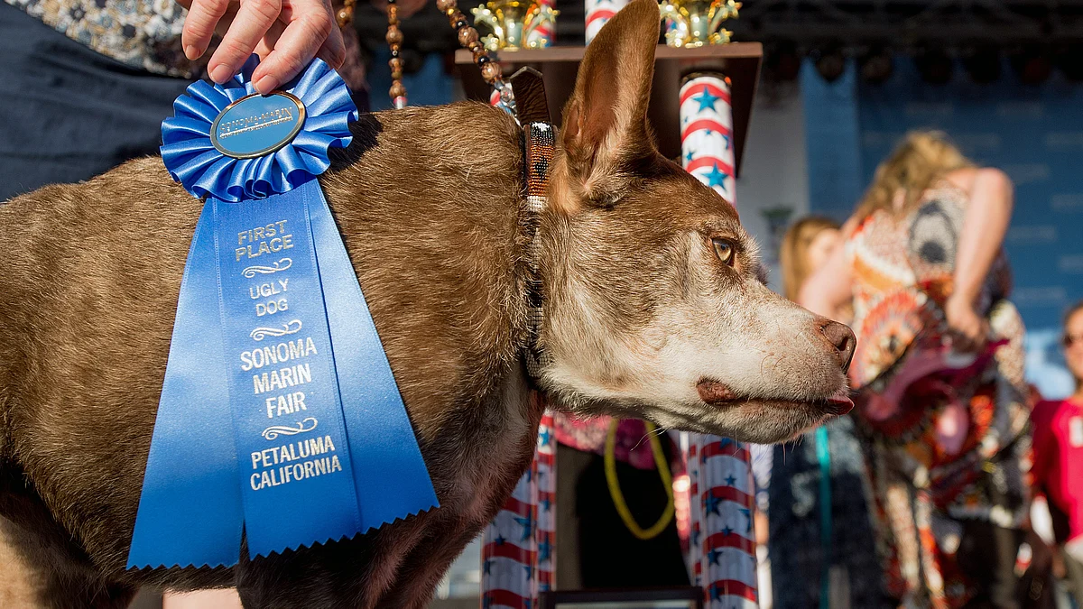 Quasi Modo after winning the first place at World’s Ugliest Dog competition held at Sonoma Marin Fair, Petaluma California. 