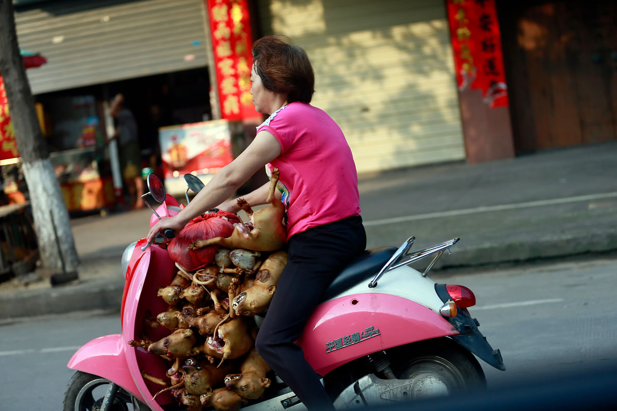 Some Chinese will slaughter thousands of dogs for food at Yulin’s dog meat festival, but the trend is changing.