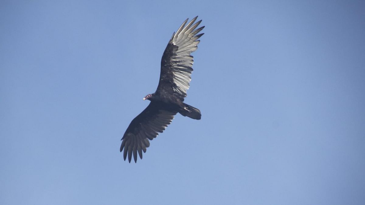 90% of vultures in India are dead. It’s the fastest decline of any species in the world.