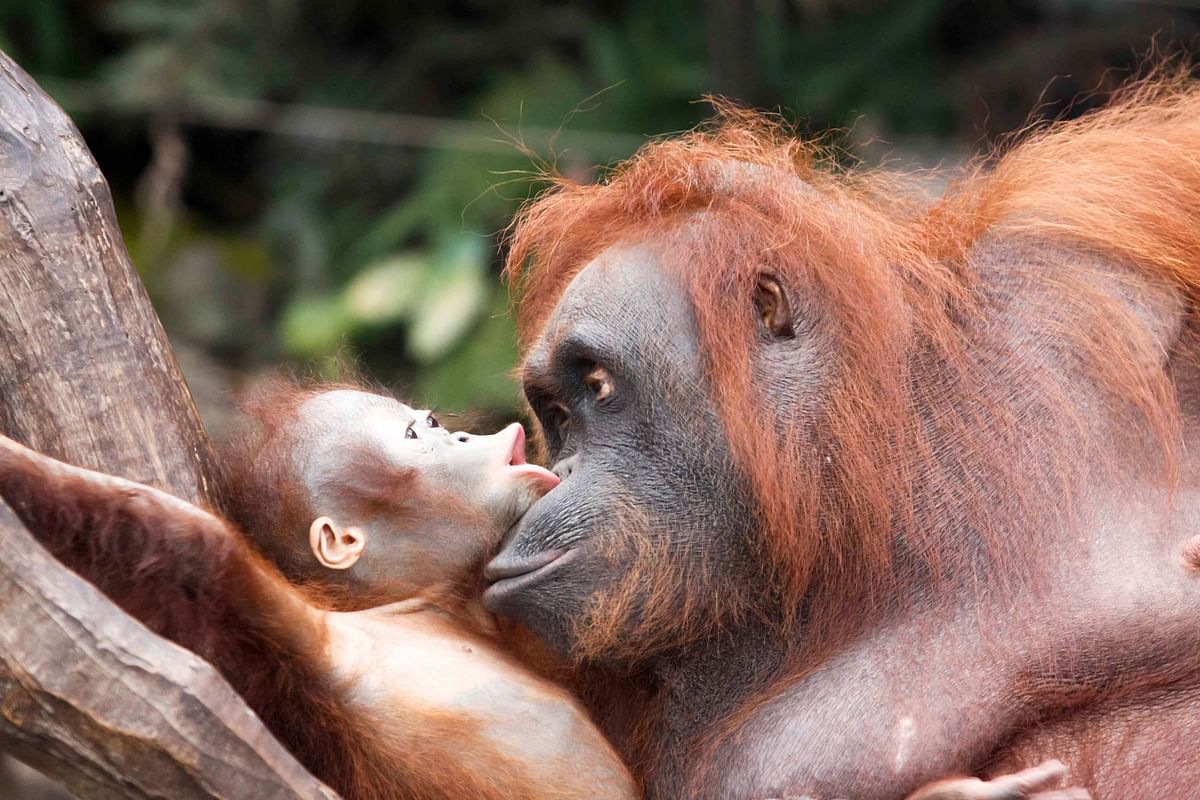 What is indisputably good for our hearts might not be great for the orangutans in Borneo or tigers in Sumatra. 