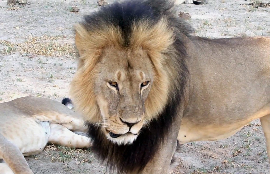

The protected lion known as Cecil in Hwange National Park, in Hwange, Zimbabwe. (Photo: AP)