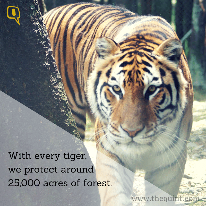 On the occasion of International Tiger Day, WWF growls for change – and so did we.