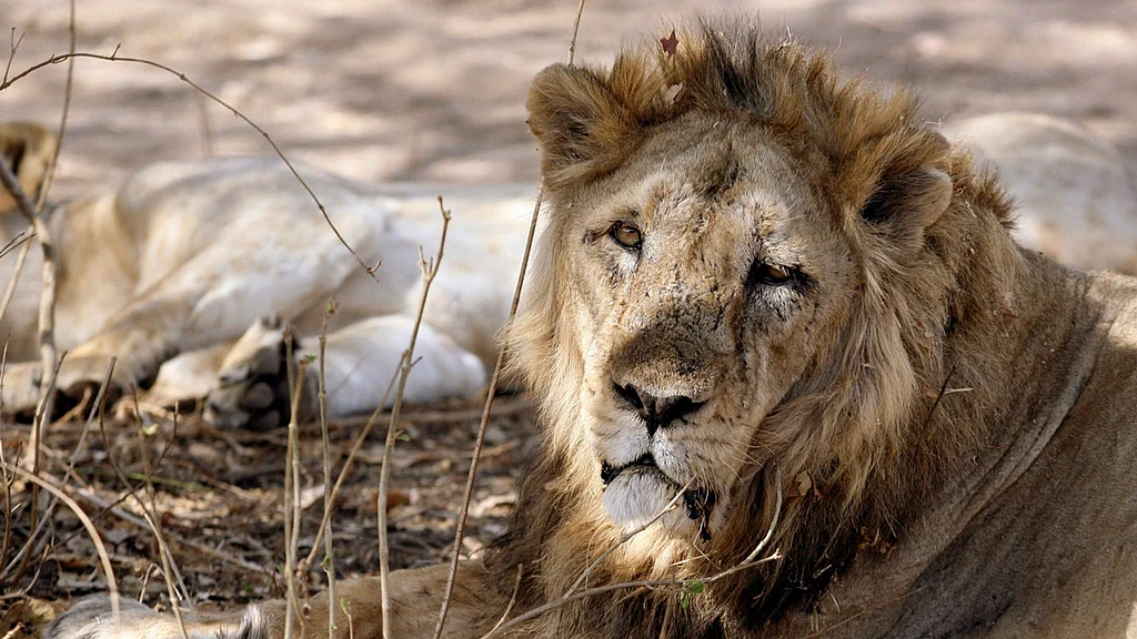 An Asiatic lion rests in Gir forest. 