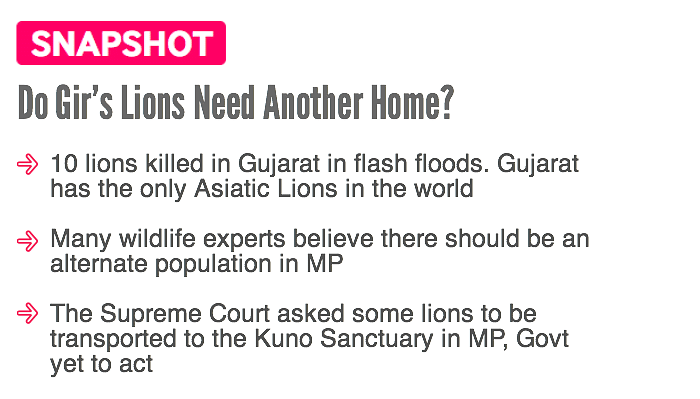 The SC had ordered the translocation of lions from Gujarat to Madhya Pradesh. Why hasn’t the government acted?