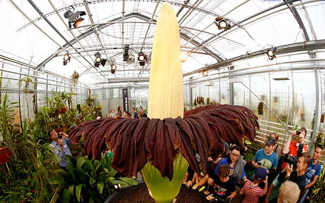 (Photo Courtesy: <a href="http://sovanvirak.blogspot.in/2015/07/the-worlds-largest-flower-in-first-5.html">sovanvirak.blogspot.in</a>)