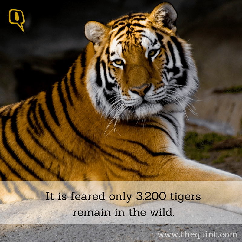 On the occasion of International Tiger Day, WWF growls for change – and so did we.