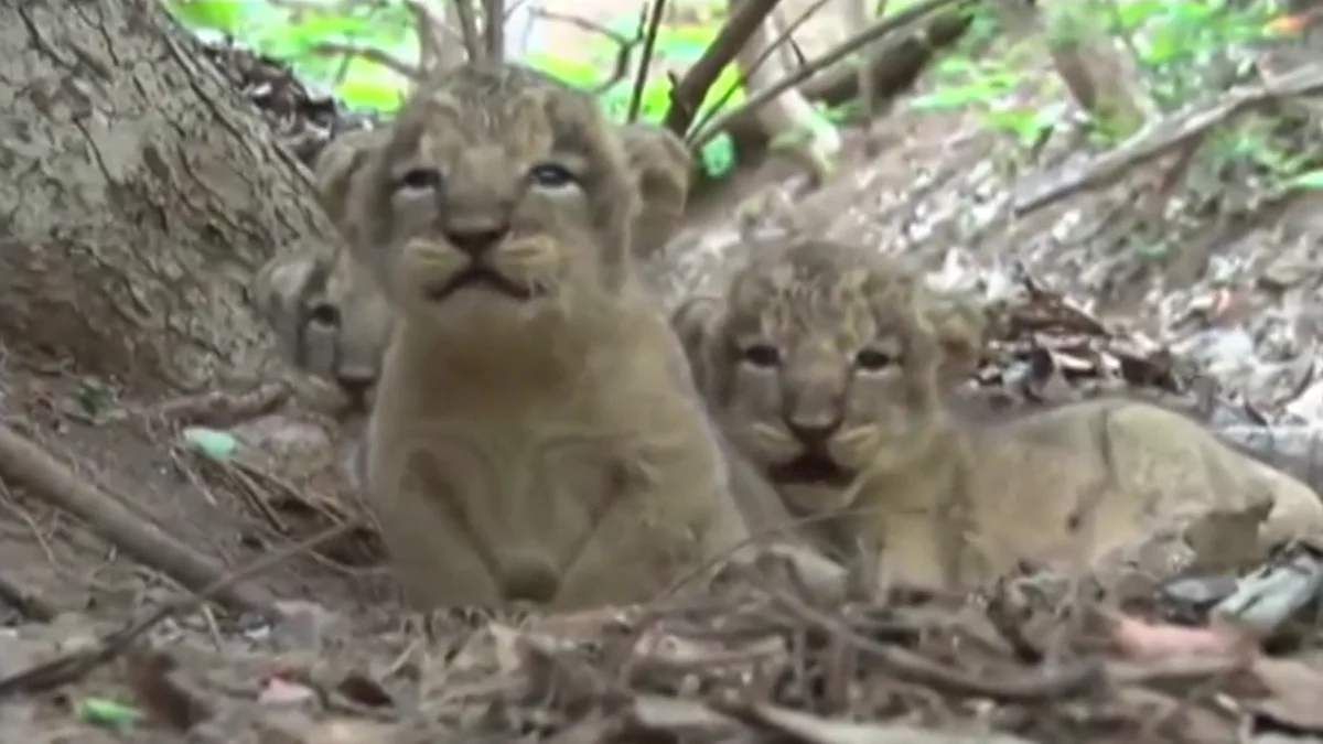 The birth of eleven lion cubs in the Gir Sanctuary had created quite a stir on social media. (Courtesy: AP screengrab)