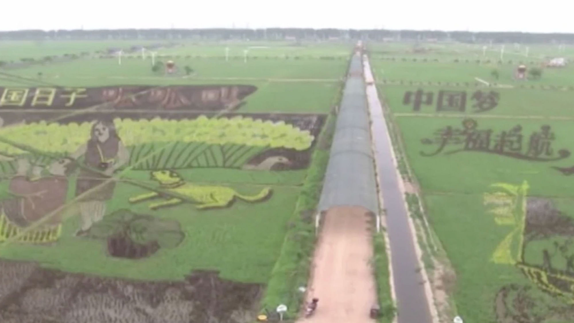 Chinese farmers have created elaborate 3D artworks in their paddy fields. (Photo: AP screen grab)