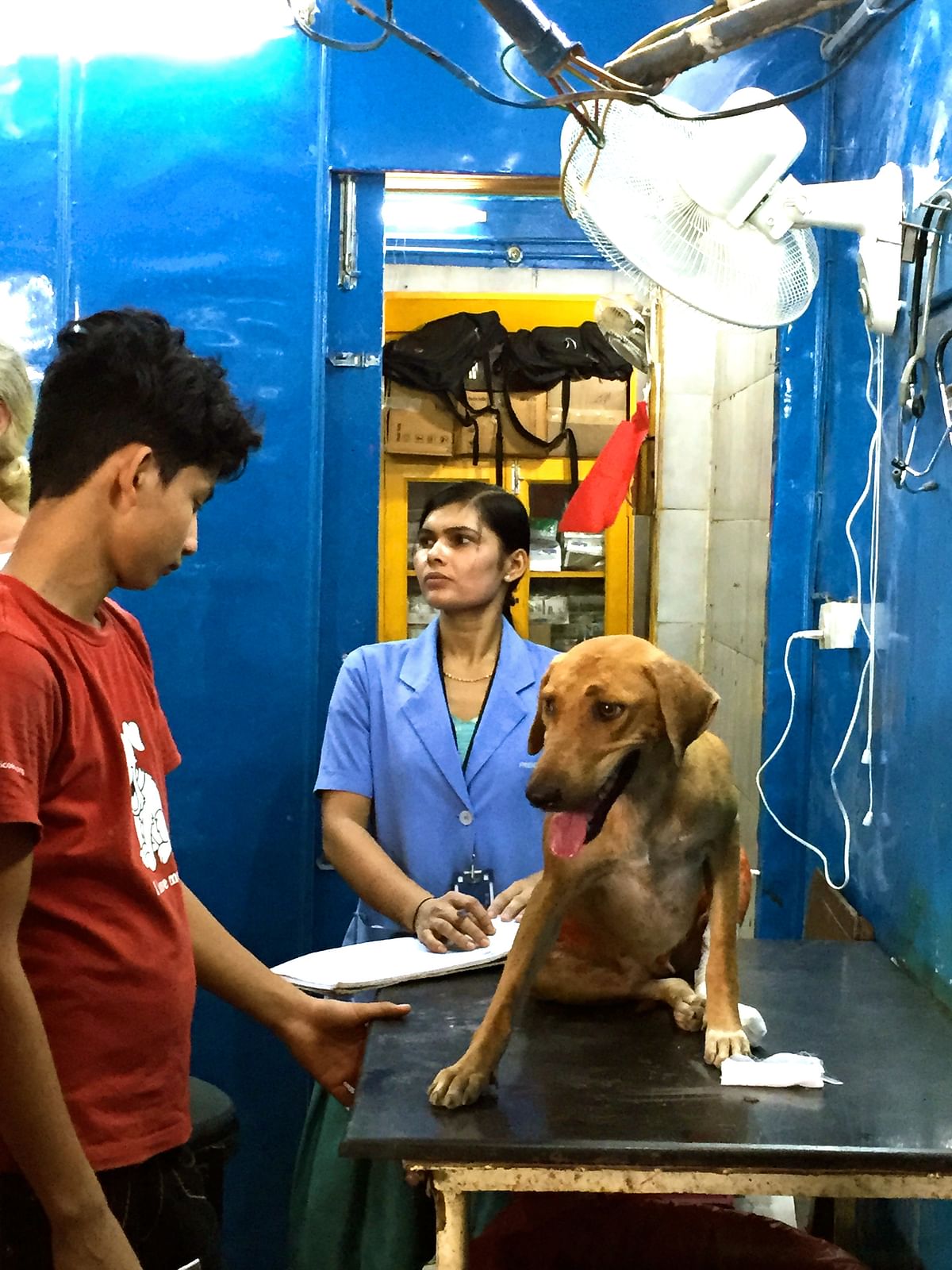 Delhi based animal rescue NGO, Friendicoes in debt. Government bodies guilty of non-payment, apathy and inaction.