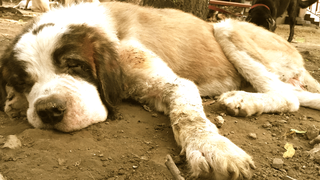 Animal Rescue NGO Friendicoes in Debt: No 'Ahimsa' for Animals?