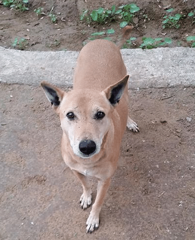 Senior editor Shekhar Gupta speaks out against the Kerala Government’s proposal to cull stray dogs. 