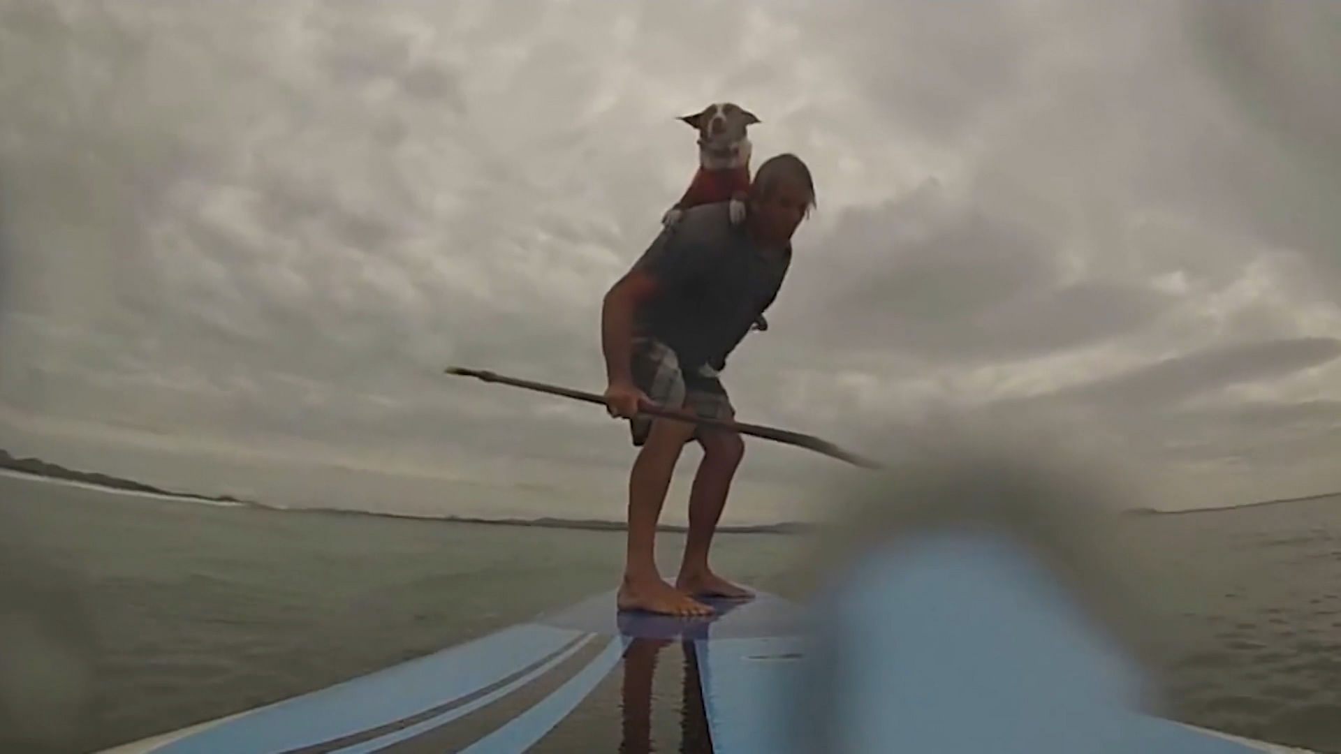 Chris and his dog Rama, doing stand up paddle surfing in Australia.(Photo: AP screengrab)