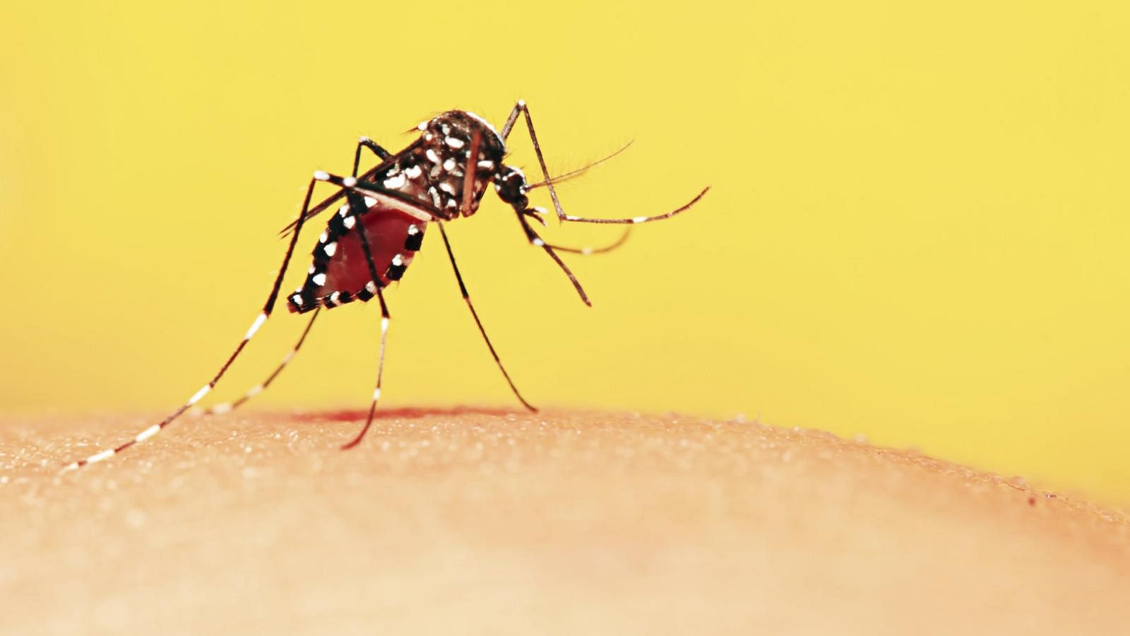 In Africa, malaria kills a child every minute
