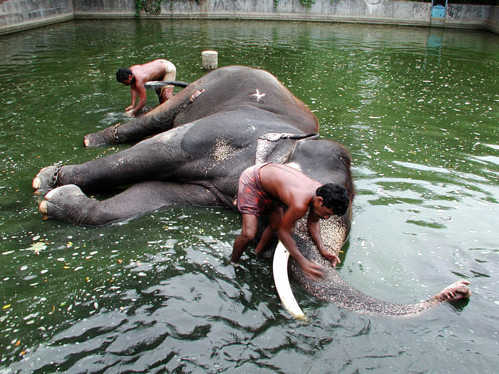 Supreme Court has ordered registration of elephants, owned by individuals or organisations, with state.